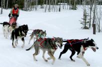 Photo of musher leading dogsled team - Shelburne Musher in Berlin