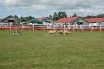 Photo of field with dog herdig sheep - at the Lancaster Fair